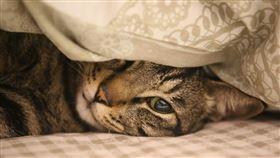 家貓,貓咪,植入晶片,貓奴,養貓 示意圖／pixabay