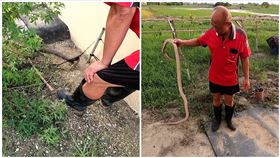 台南,蛇窟,安南區,臭青母,屍體,死亡