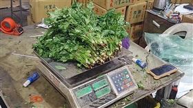  凱米颱風，菜價漲，香菜一公斤飆破1000元，菜王之王(圖／翻攝畫面)