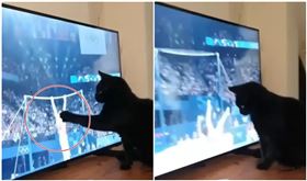 巴黎奧運男子單槓決賽，多人失誤掉桿，「幕後黑手」竟是一隻黑貓。 (圖／翻攝threads)