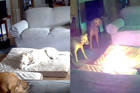 代誌大條！行動電源爆炸燒光屋　兇手是狗（圖／翻攝Tulsa Fire Department/Facebook）