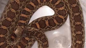 動防所接收歸列為寵物蛇的一隻牛蛇。（圖／翻攝自彰化縣動防所官網）