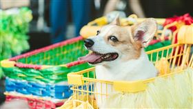 寵物旅遊新亮點！來草悟道「毛毛的事」與毛孩們一同玩樂！