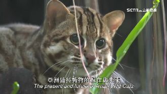 歷時兩年　《亞洲貓科大復興》首映撼人心
