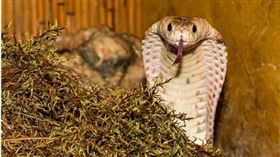 苗栗縣通霄鎮一名吳姓女子今年7月在家中準備晾衣服時，突然被躲在洗衣機下的眼鏡蛇咬傷。（示意圖／翻攝自pixabay）