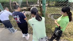 六福村,自駕,生日,犀牛（圖／六福村提供）