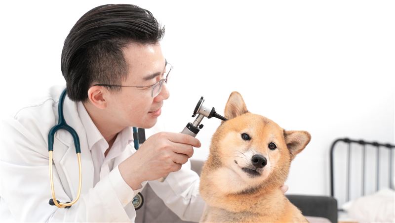 獸醫師推寵物預防醫學　讓毛孩飼主更長壽