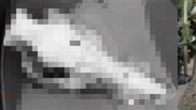 水塔內驚見頭顱！屋主嚇傻：都用屍水洗澡