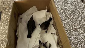 小鳥集體撞窗死傷  疑食用過熟果實酒醉台南社區大學環境行動小組研究員林政翰11日在成功大學走廊上發現10多隻小型鳥疑撞窗死傷，鳥會人員研判可能食用過熟果實，出現類似酒醉現象；這些傷鳥則是氾濫算嚴重的外來種「輝椋鳥」。（林政翰提供）中央社記者楊思瑞台南傳真  113年8月12日