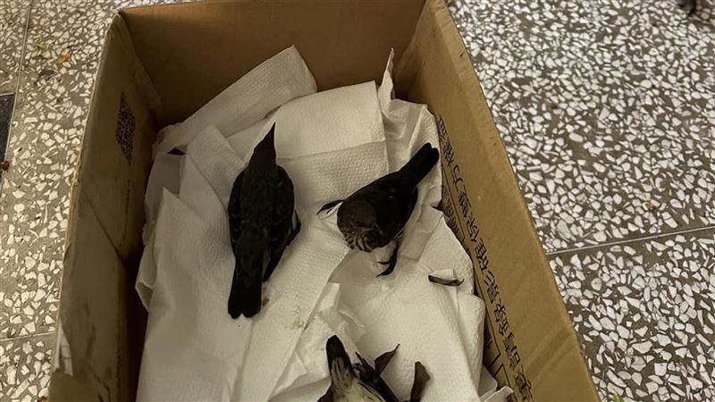 成大鳥群集體窗殺　鳥會研判吃果實醉了