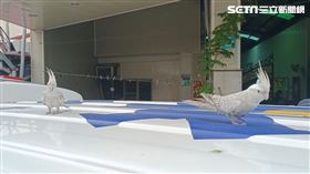 台南,六甲,火警,農機行,一家五口,鸚鵡