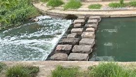 溪水驚見大量白色泡泡！住戶嚇壞:魚中毒變綠色