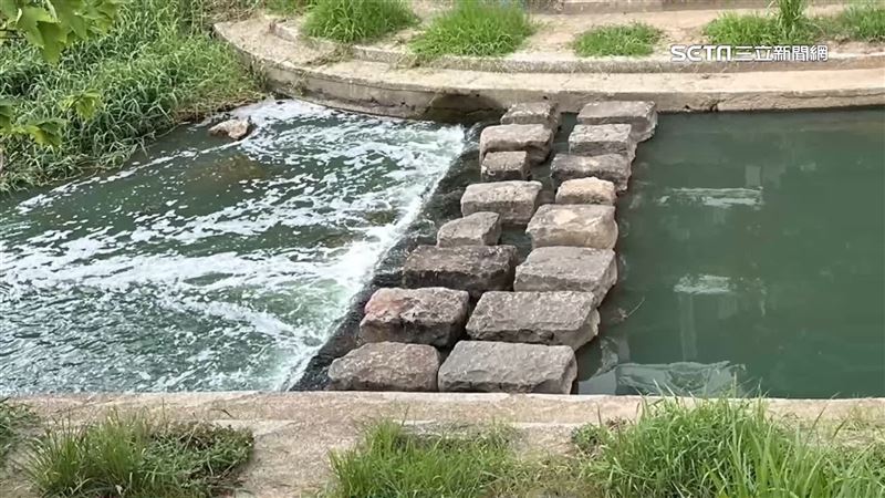 獨／溪水見大量白泡泡！住戶：魚中毒變綠