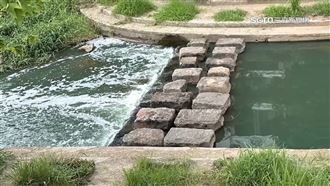 獨／溪水見大量白泡泡！住戶：魚中毒變綠