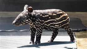 馬來貘寶寶大約2個多月後就會開始慢慢換毛，半年左右就會完全換成黑白毛色。（圖／台北市立動物園提供）