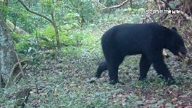 茂林有黑熊1800