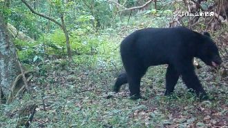 台灣黑熊現身高雄山區　拍到照片賞5萬