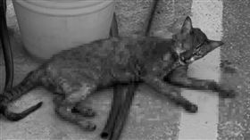 梧棲,熱油,虐貓,致死,寵物登記,晶片,飼主,台中（圖／翻攝臉書）