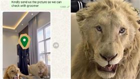 寵物美容被問「可以洗獅子？」…老闆以為開玩笑　收照片（組合圖／翻攝自小紅書＠WAGGIN TAILS 寵物精品店）後嚇傻