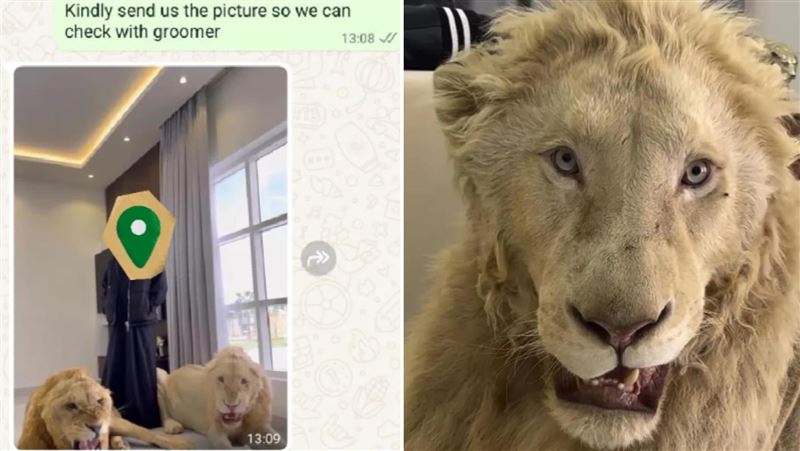 寵物美容被問：可洗獅子？老闆見照片嚇傻