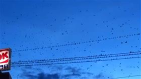 地震前預言？彰化二林驚見群鳥亂飛，詭譎異象　天空一片黑壓壓（圖／吳小姐提供）