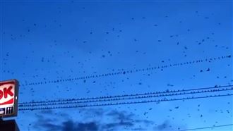 地震前預言？彰化「群鳥亂飛」詭異影像曝