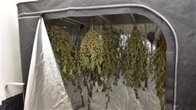 23歲張男，網路自學大麻種植技術，寫「葵花寶典」製毒，5坪房間成大麻農場，彰化員林(圖／翻攝畫面)