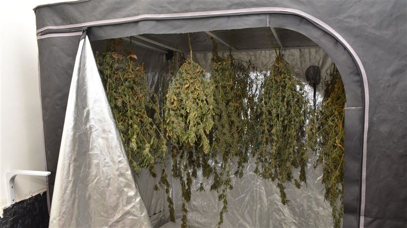 23歲男「葵花寶典」製毒　民宅變大麻農場