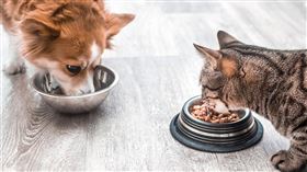 毛小孩,小狗
（圖／翻攝自123rf）