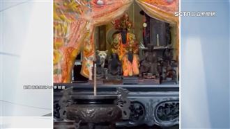 橘色貓蹲坐神桌不動　網友戲稱：虎爺護駕