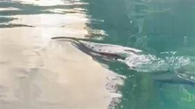 ▲日月潭有2隻身長約1公尺的巨魚出沒，引起熱議。（圖／翻攝「日月潭一等高」臉書）