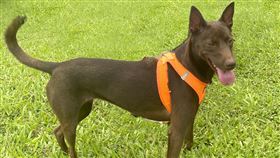  台灣土狗「巧克力」 
（圖／i-Media愛傳媒）