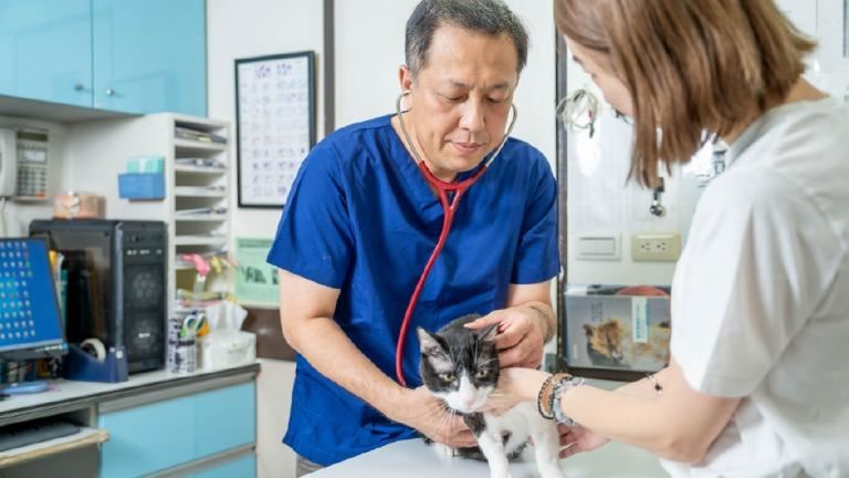 貓咪感染心絲蟲死亡率100%！獸醫籲預防