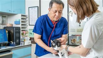 貓咪感染心絲蟲死亡率100%!獸醫籲飼主:每月必做「1件事」保護毛孩