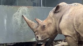 L犀牛狂磨鐵1800