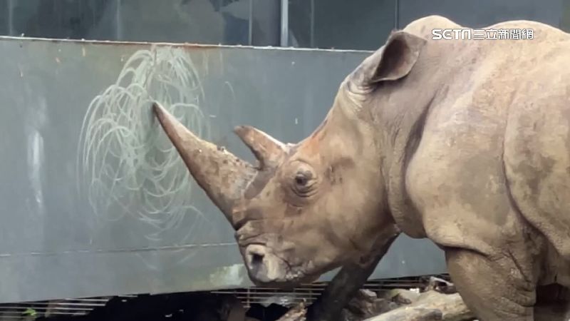 動物園犀牛用角做畫！網笑：鐵杵成繡花針