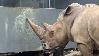 動物園犀牛用角做畫！網笑：鐵杵成繡花針