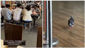 印度籍,鴿子,外籍生,麥當勞,陽明交大（圖／翻攝畫面）