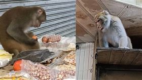 北市內湖有獼猴出沒，不但入侵民眾住家，還成群到市場攤搶食水果。（圖／翻攝李彥秀臉書）