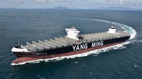 陽明海運　陽明（圖／陽明海運提供）