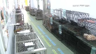 收容700隻現有1141隻　台南動物之家爆滿