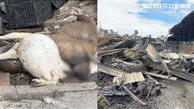 大火過後滿目瘡痍，甚至有羊隻被燒到碳化。（圖／翻攝畫面）