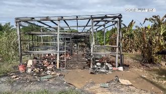 溫室大火鹿角蕨慘變黑炭　業者損失近百萬