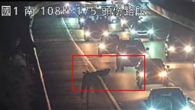 國道1號,南下,頭份路段,醉男,
