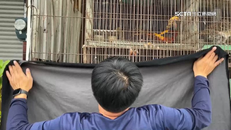 都會區防寵物雞鳴擾民　籠外蓋布減光源