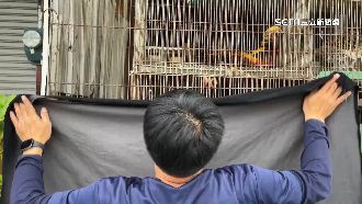 都會區防寵物雞鳴擾民　籠外蓋布減光源