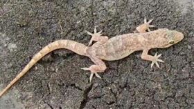 壁虎（圖／翻攝自微博）