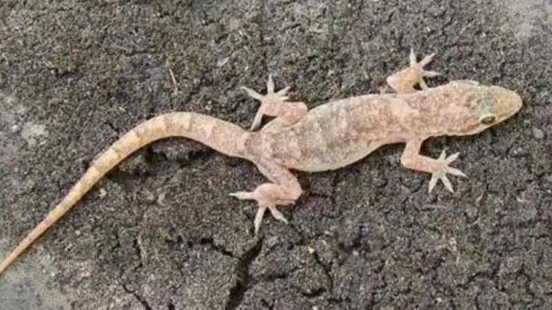 2男抓44隻壁虎遭逮　警曝原因：1隻也不行