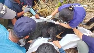 卑南通報首例！台灣黑熊受困　疑熱衰竭亡