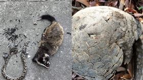 po出自家獵犬每天咬回穿山甲、白鼻心、龜殼花等多種保育類動物血淋淋的屍體照。（圖／翻攝自Dcard）